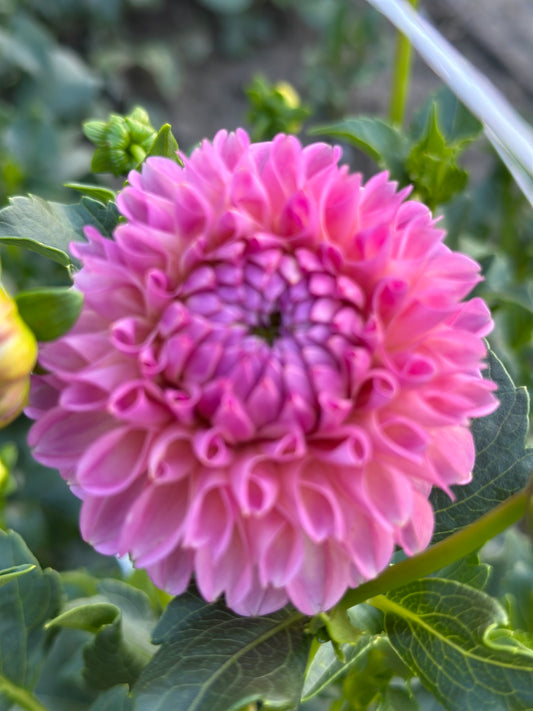 Skipley Lois Jean Dahlia Tuber