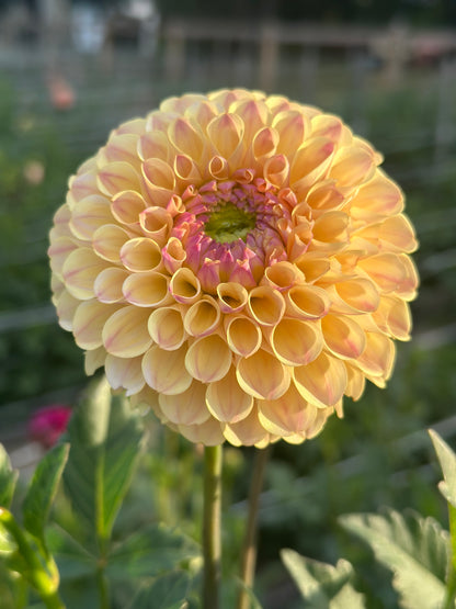 20th Ave Gwen Dahlia Tuber