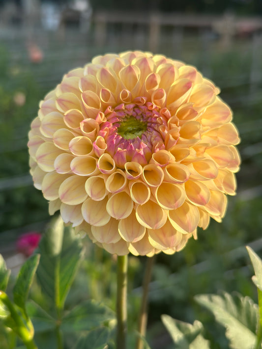 20th Ave Gwen Dahlia Tuber