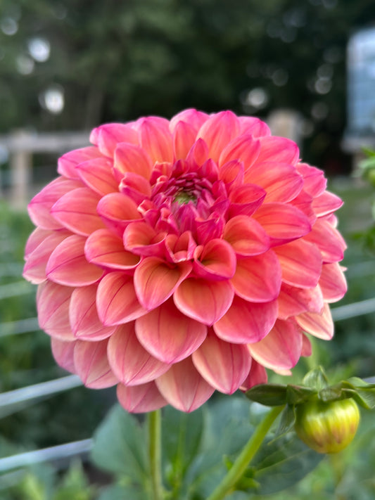 Triple Lee Dee Dahlia Tuber