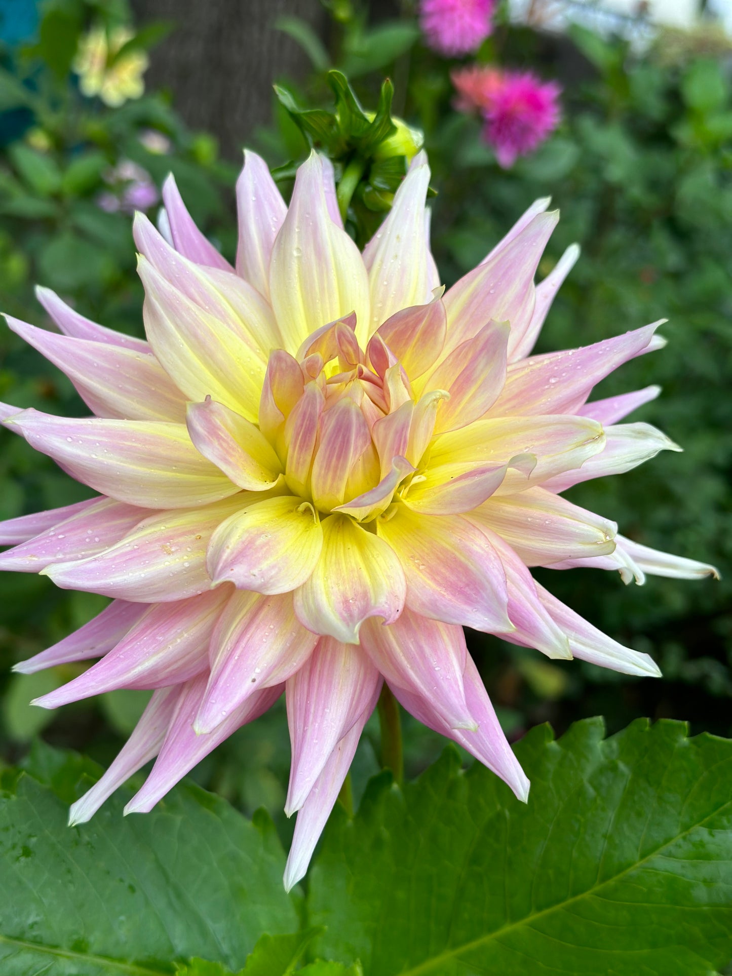 Clearview Jonas Dahlia Tuber