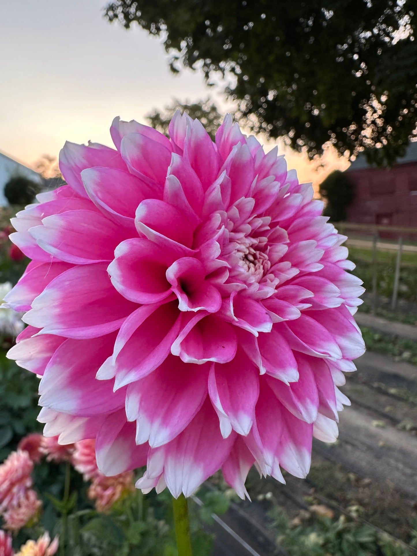 Fuzzy Wuzzy Dahlia Tuber