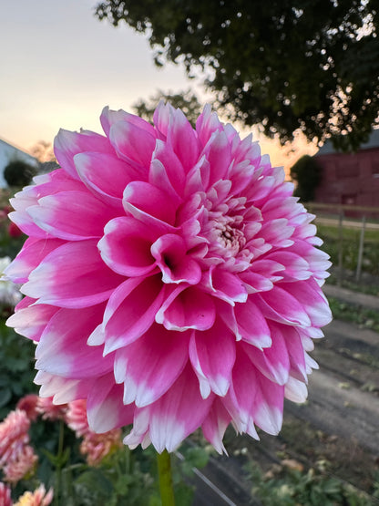 Fuzzy Wuzzy Dahlia Tuber
