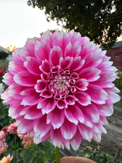 Fuzzy Wuzzy Dahlia Tuber