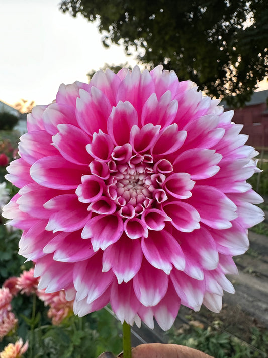 Fuzzy Wuzzy Dahlia Tuber