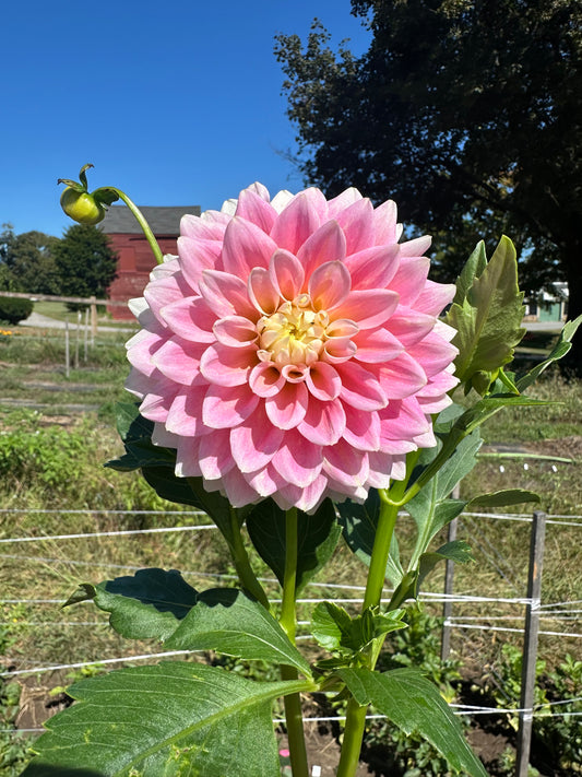 Sugartown Sunrise Dahlia Tuber