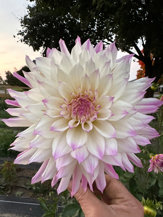 Ferncliff Illusion Dahlia Tuber