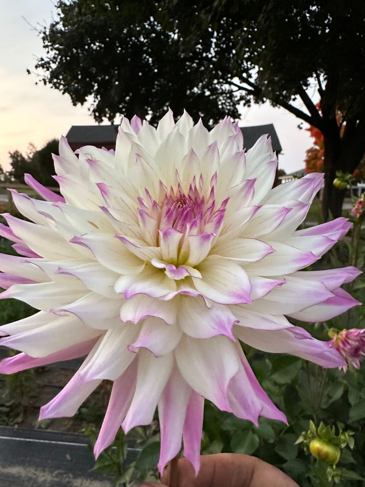 Ferncliff Illusion Dahlia Tuber