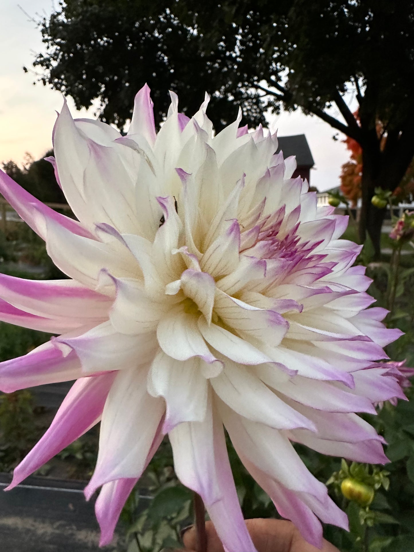 Ferncliff Illusion Dahlia Tuber