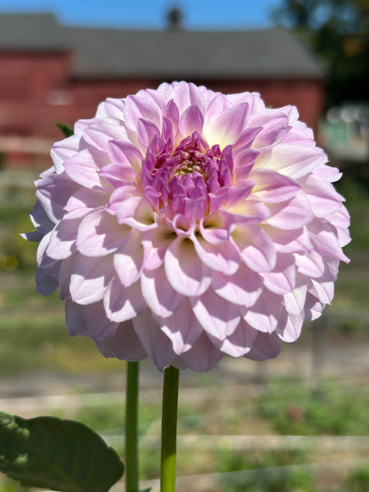 Bistro Dahlia Tuber