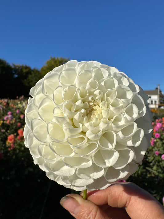 Orsett Dahlia Tuber