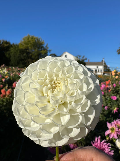 Orsett Dahlia Tuber