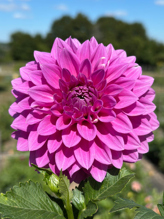 Clearview Neta Dahlia Tuber