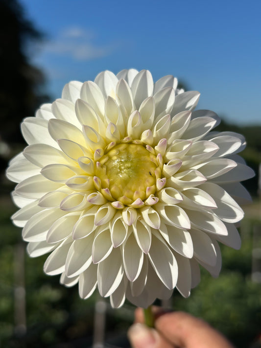 River's Snow Cone Dahlia Tuber