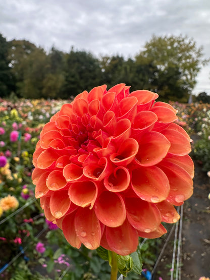 Valley Rust Bucket Dahlia Tuber