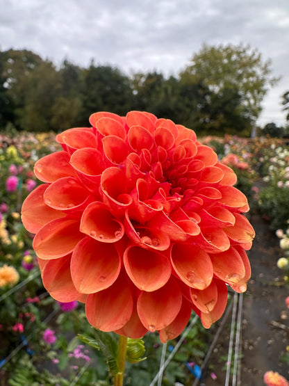 Valley Rust Bucket Dahlia Tuber