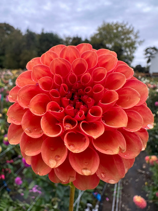 Valley Rust Bucket Dahlia Tuber