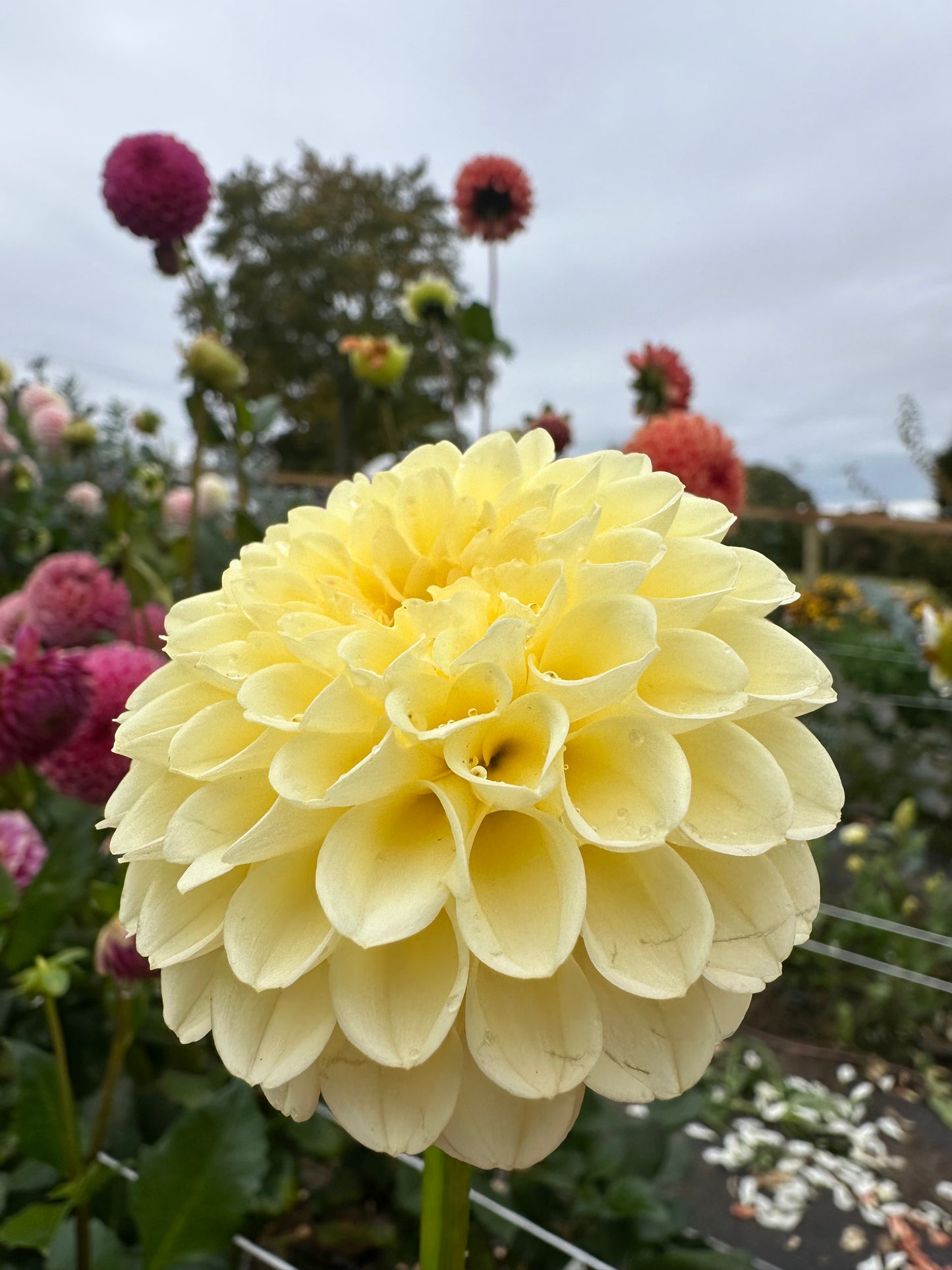 Creamy Dahlia Tuber