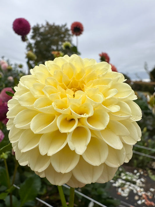 Creamy Dahlia Tuber