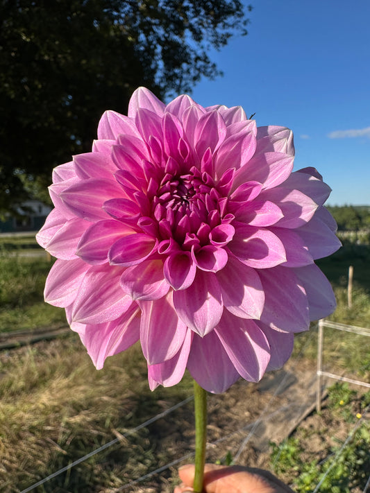 Lavender Ice Dahlia Tuber