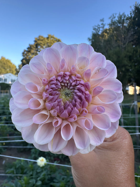 20th Ave Memory Dahlia Tuber