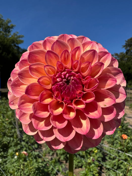 Cecil Dahlia Tuber