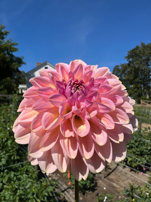 Cupcake Dahlia Tuber