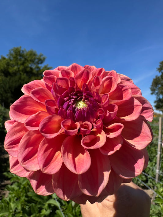 Chewy Dahlia Tuber