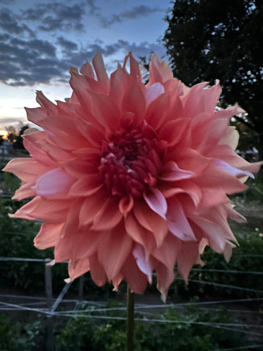 Lee's Two Step Dahlia Tuber