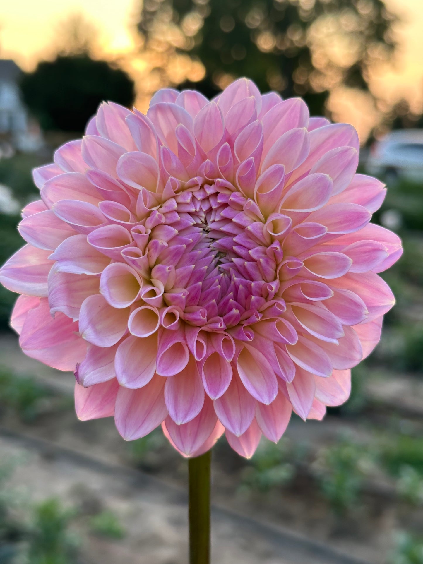 Coralie Dahlia Tuber