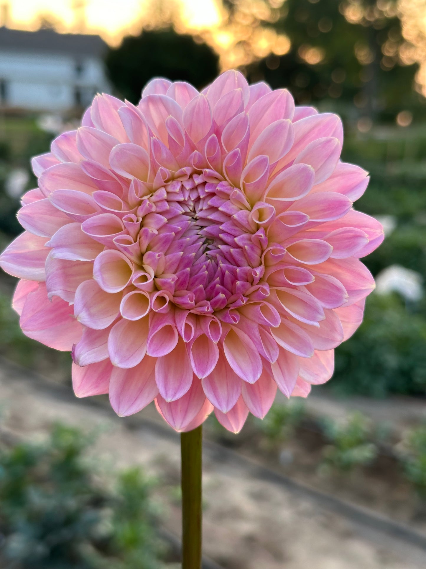 Coralie Dahlia Tuber