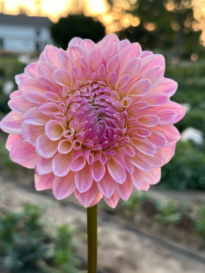 Coralie Dahlia Tuber