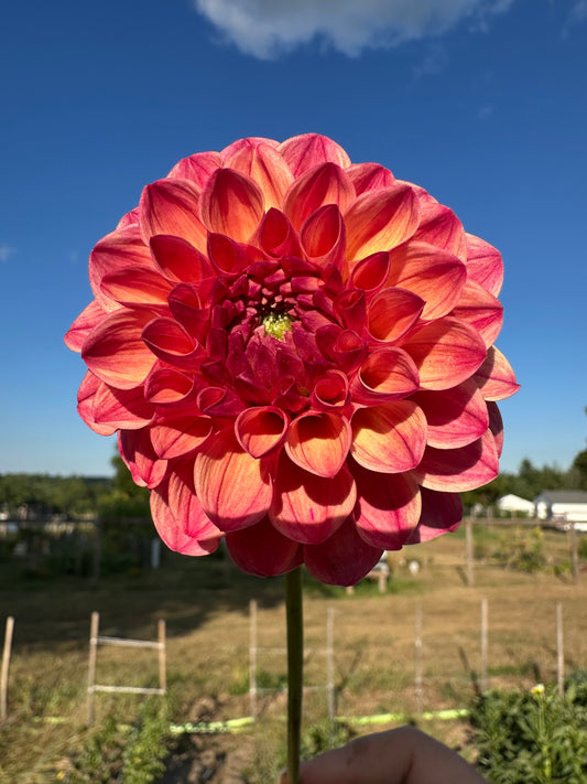 Robin Hood Dahlia Tuber