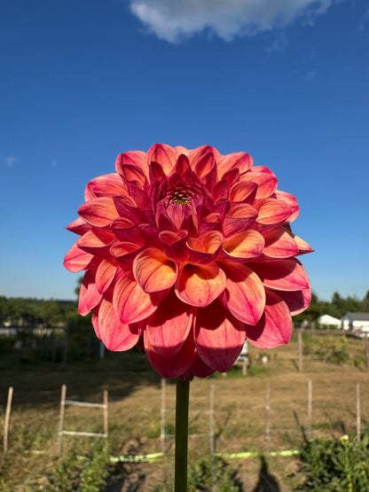 Robin Hood Dahlia Tuber