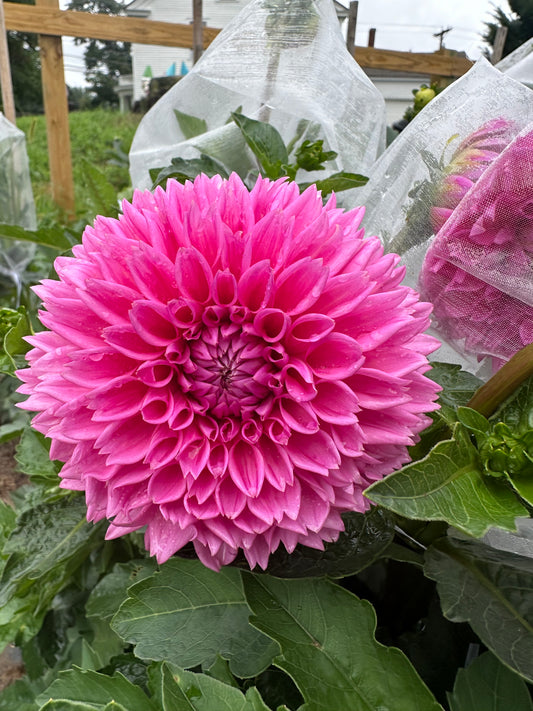 Pink Sylvia - Bulk - 10 Dahlia Tubers