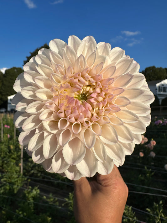 Pink Pearl Dahlia Tuber
