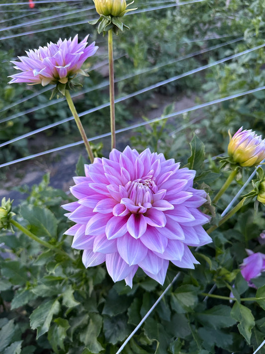 Ferncliff Inspiration Dahlia Tuber