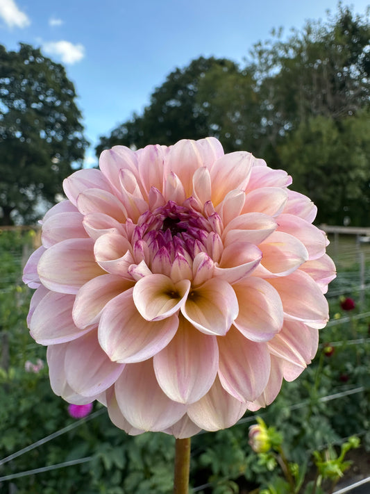 Wine Eyed Jill Dahlia Tuber