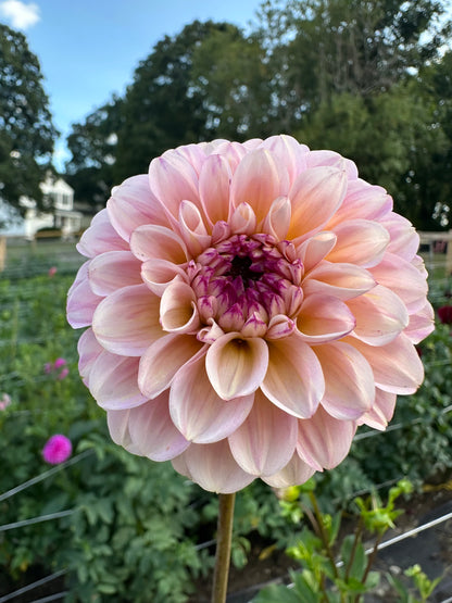 Wine Eyed Jill Dahlia Tuber