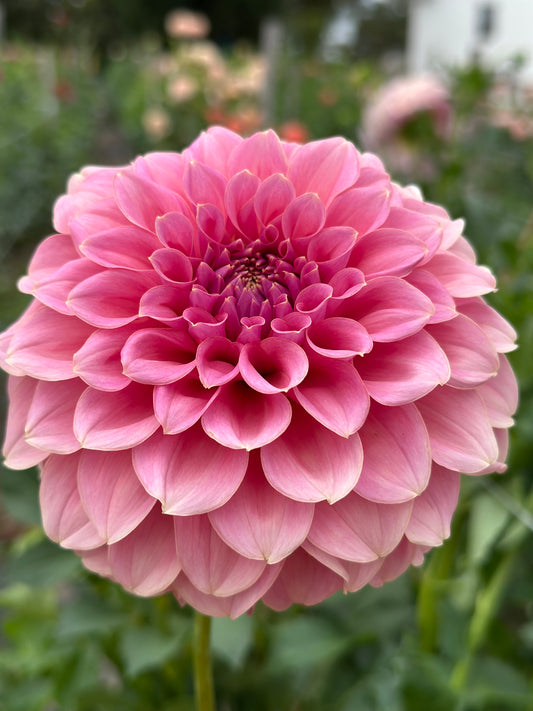 Lee's Mauva Guava Dahlia Tuber