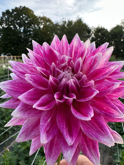BJ's Dusty Rose