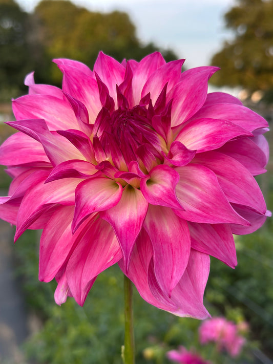 Colorado Classic Dahlia Tuber