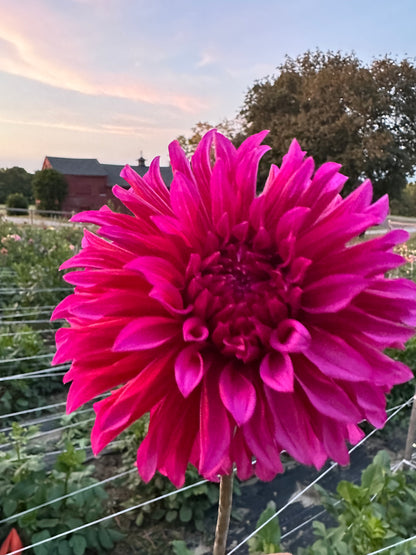 Bloomquist Pinwheel Dahlia Tuber