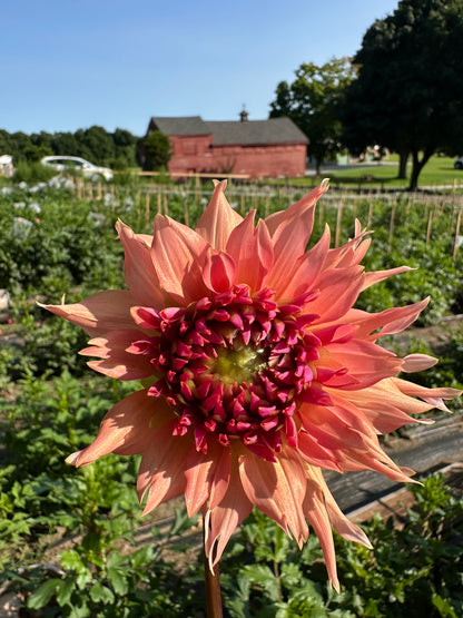Terracotta Dahlia Tuber