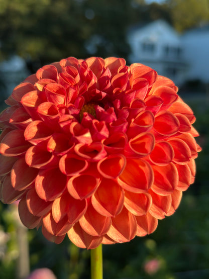 Jomanda Dahlia Tuber