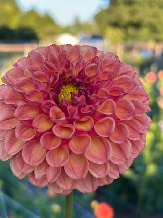 Jomanda Dahlia Tuber