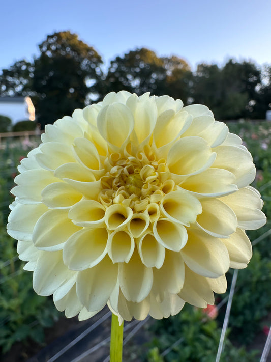 MM Buttercream Dahlia Tuber