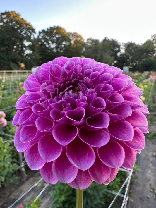 Narrows Brett Dahlia Tuber