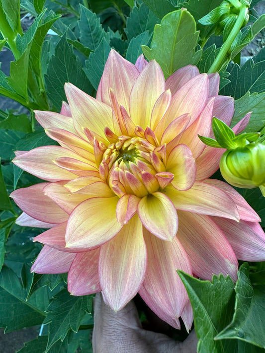 Bloomquist Vigor Dahlia Tuber