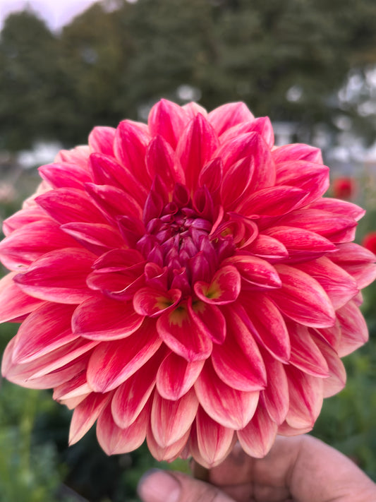 All That Jazz Dahlia Tuber